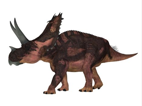 The Ceratopsian herbivorous dinosaur Agujaceratops lived in Texas, USA during the Cretaceous Period.