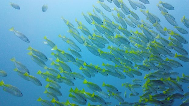 A school of tropical fish in blue water. Reef underwater with fishes and marine life. Shoal of fishes. Leyte, Philippines.