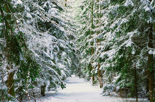 Way through frozen woodland with snow. Winter landscape. Footpath in pine winter wood. Stock photo
