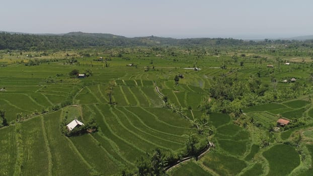 rice fields, agricultural land in countryside. aerial view farmland with rice terrace agricultural crops in rural areas Indonesia