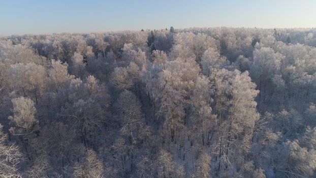 aerial view winter landscape forest covered snow, frost. Frozen branches with hoarfrost in winter forest on sunny day