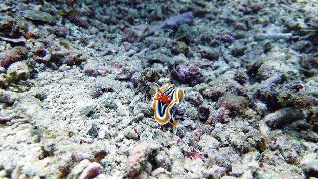 Chromodoris Magnifica nudibranch. They are carnivorous, so their prey includes sponges, sea slugs, anemones, hydroids, barnacles, fish eggs, coral, and other nudibranchs.