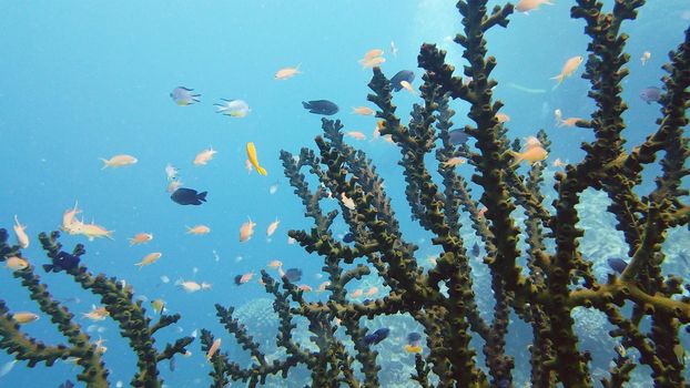 Tropical sea and coral reef. Underwater Fish and Coral Garden. Underwater sea fish. Tropical reef marine. Colourful underwater seascape. Leyte, Philippines.