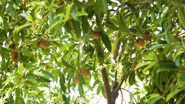 tropical fruit sapodilla on tree branch. Tropical plant sapodilla with brown fruits and green leaves