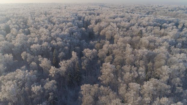 aerial view forest covered snow, frost. Frozen branches with hoarfrost in winter forest on sunny day winter landscape