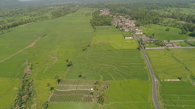 tropical landscape rice fields, palm trees, agricultural land in countryside. aerial view farmland with agricultural crops in rural areas Java Indonesia