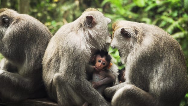 monkey mother breastfeeds baby. Monkey macaque in the rain forest. Monkeys in the natural environment. Bali, Indonesia. Long tailed macaques, Macaca fascicularis