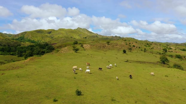 Beautiful landscape on the island of Luzon, aerial view. Green hills and blue sky with clouds. Beautiful landscape on the island of Luzon, aerial view. Hills and mountains are covered with meadows and grass.