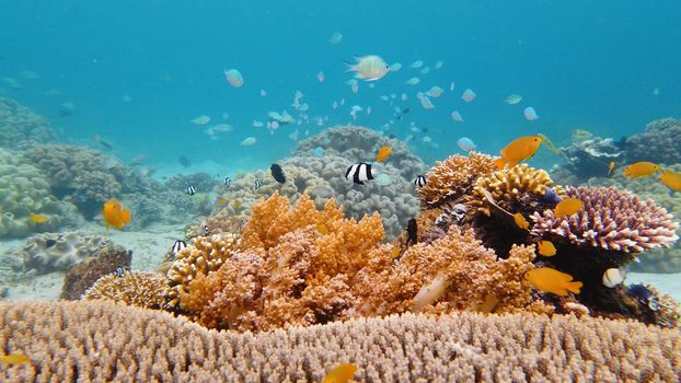 Tropical fishes and coral reef underwater. Hard and soft corals, underwater landscape. Leyte, Philippines.