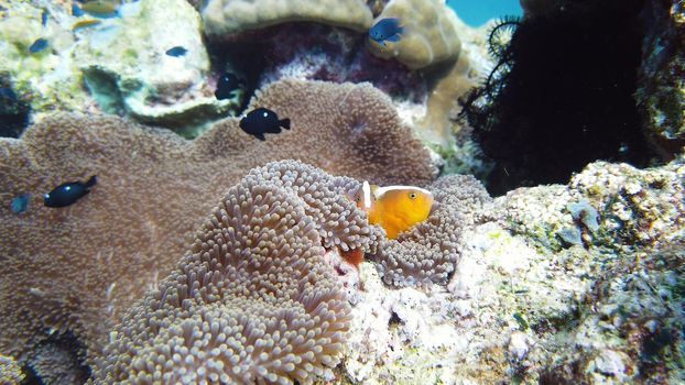 Clown fish and sea anemone, natural symbiosis. Coral reef with fishes. Tropical underwater sea fishes.