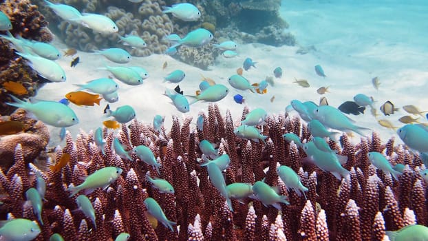 The underwater world of coral reef with fishes at diving. Coral garden under water. Leyte, Philippines.