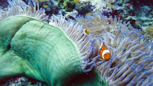 Clown Anemonefish and anemone on coral reef. Underwater world with corals and tropical fishes
