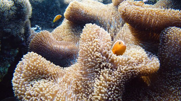 Sea anemone and clown fish on the coral reef, tropical fishes. Underwater world diving and snorkeling on coral reef. Hard and soft corals underwater landscape