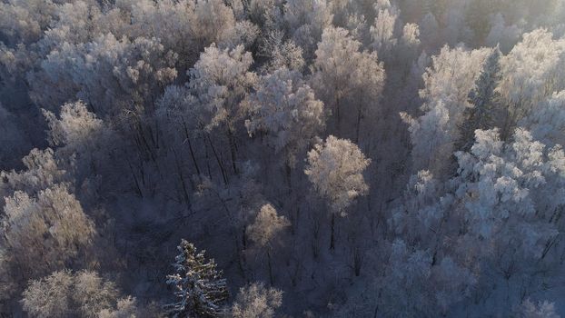 aerial view winter landscape forest covered snow, frost. Frozen branches with hoarfrost in winter forest on sunny day