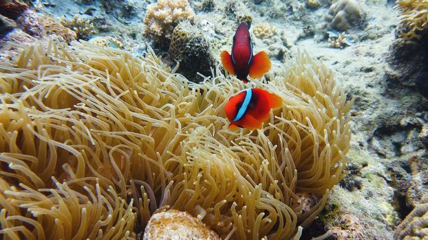 Clown Anemonefish and anemone on coral reef. Underwater world with corals and tropical fishes