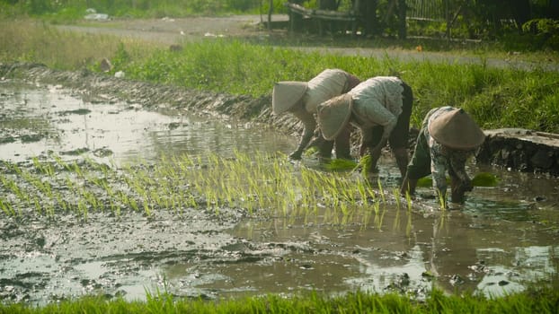 women farmers planting rice while standing in water. asian female farmer planting rice in field java, indonesia
