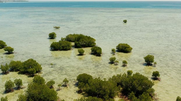 Mangrove trees on coral reef surrounded by sea blue water, aerial view. Mangrove landscape, Honda bay, Palawan, Philippines