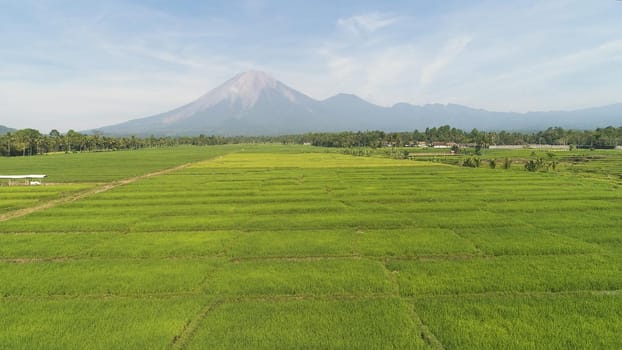 tropical landscape rice fields, mountains, palm trees. aerial view farmland with agricultural crops in rural areas Java Indonesia