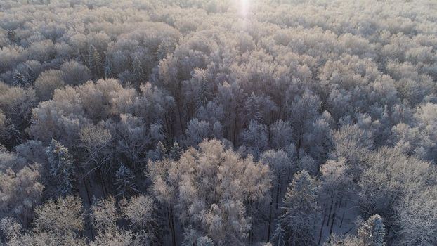aerial view forest covered snow, frost. Frozen branches with hoarfrost in winter forest on sunny day winter landscape
