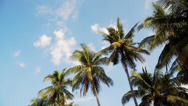 coconut palm tree against blue sky. travel concept. tropical coast and frame coconut tree
