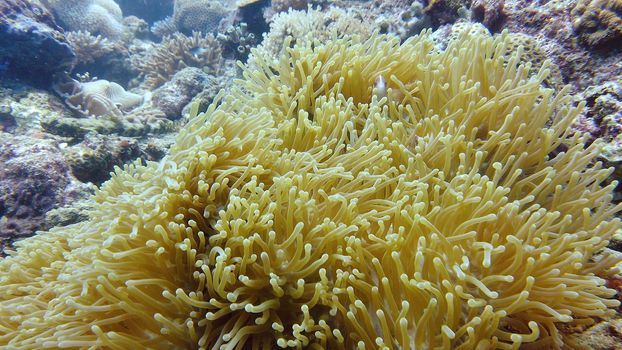 Clown fish and sea anemone, natural symbiosis. Coral reef with fishes. Tropical underwater sea fishes.