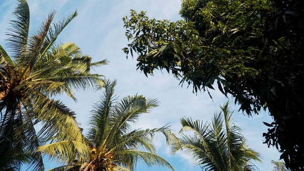 coconut palm tree against blue sky. travel concept. tropical coast and frame coconut tree