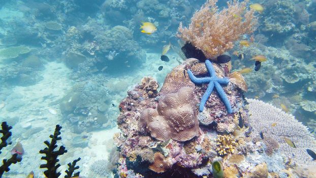 Blue starfish on a coral reef. A blue seastar Linkia laevigata clings to a diverse coral reef. Underwater fishes and corals. Leyte, Philippines.