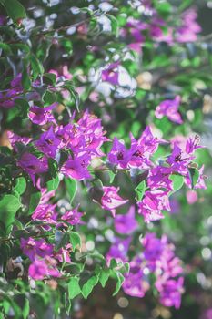 Blooming Purple Bougainvillea, Green Leaves, trees in the background, Bougainvillea spectabilis grows as a woody vine.