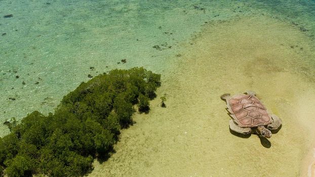 Tropical island with sand bar surrounded by coral reef and blue sea in honda bay, aerial view. Coral atoll with installation of a sea turtle on sandy beach. Summer and travel vacation concept, Philippines, Palawan