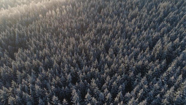 aerial view winter landscape forest covered snow, frost. Frozen branches with hoarfrost in winter forest on sunny day