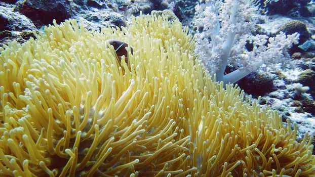 A Clown Anemonefish sheltering among the tentacles of its sea anemone. Underwater world with corals and tropical fishes