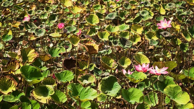 Pink lotus flower plant on lake. Pink lotus flower blooming in river