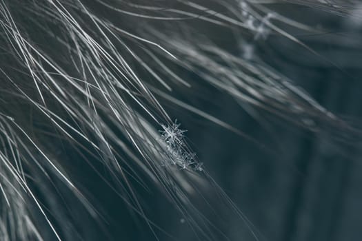 Snowflakes lie on long natural fur, fur fibers are visible.Real snowflakes macro, soft focus, selective focus, bokeh, blurred.