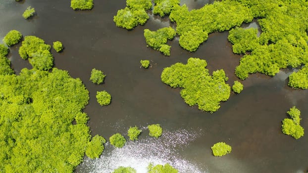 Mangrove trees in the water on a tropical island. An ecosystem in the Philippines, a mangrove forest.