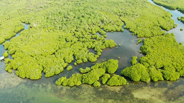 Aerial panoramic mangrove forest view in Siargao island,Philippines. Mangrove landscape
