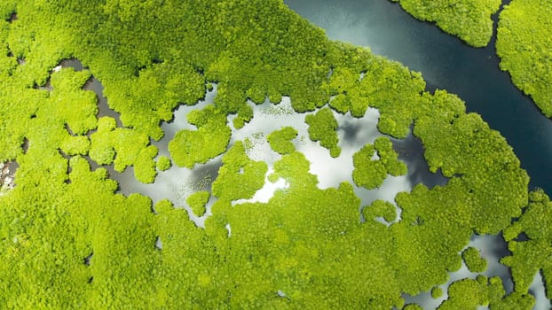 River in tropical mangrove green tree forest top view. Mangrove jungles, trees, river. Mangrove landscape