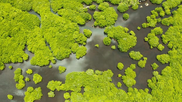 Tropical landscape with mangrove forest in wetland from above on Siargao island, Philippines.