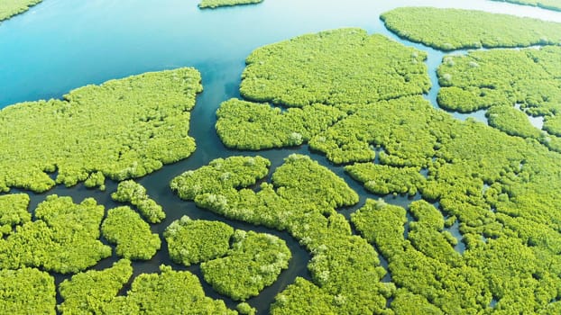 Aerial panoramic mangrove forest view in Siargao island,Philippines. Mangrove landscape