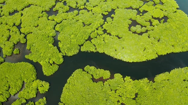 Aerial panoramic mangrove forest view in Siargao island,Philippines. Mangrove landscape