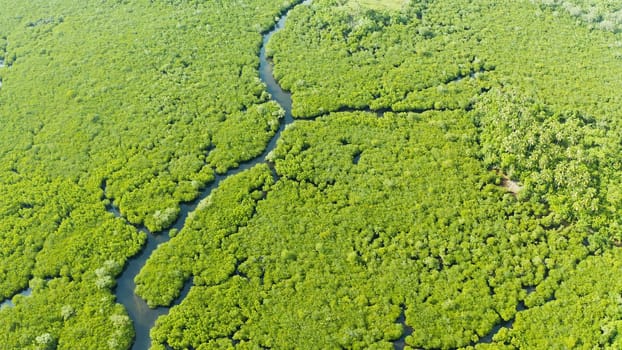 River in tropical mangrove green tree forest top view. Mangrove jungles, trees, river. Mangrove landscape