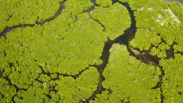 Mangrove trees in the water on a tropical island. An ecosystem in the Philippines, a mangrove forest.
