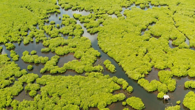 Aerial view of rivers in tropical mangrove forests. Mangrove landscape, Siargao,Philippines.