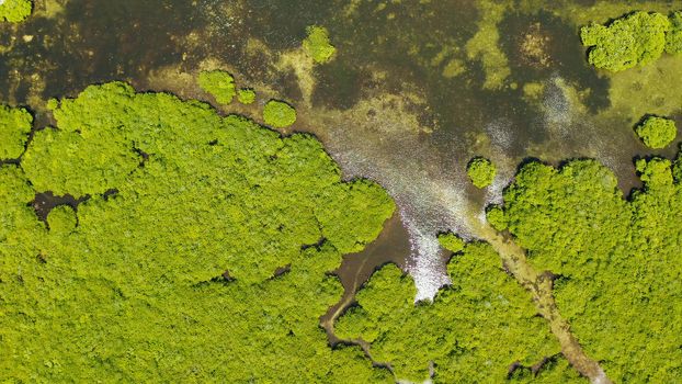 Aerial panoramic mangrove forest view in Siargao island,Philippines. Mangrove landscape