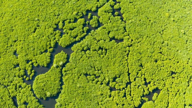 Mangrove green forests with rivers and channels on the tropical island, aerial drone. Mangrove landscape.