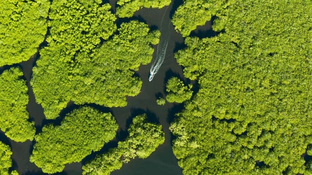 Aerial panoramic mangrove forest view in Siargao island,Philippines. Mangrove landscape