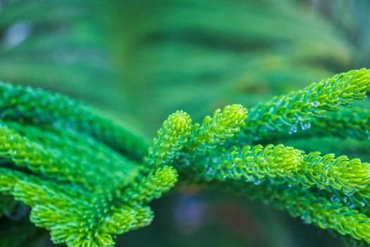 Picture of fresh green leaves and water droplets on the leaves. Focus on the leaves