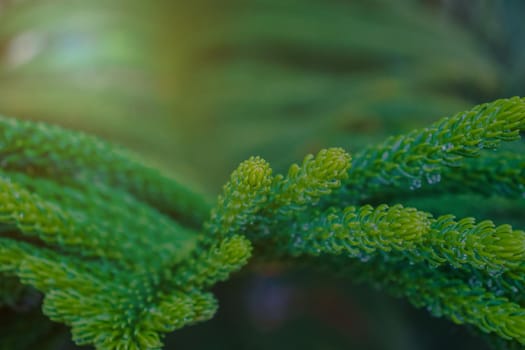 Picture of fresh green leaves and water droplets on the leaves. Focus on the leaves