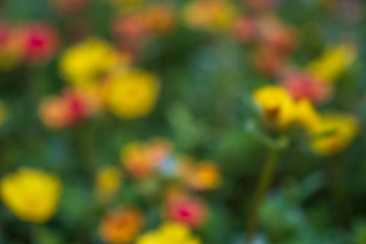 Blurred Garden Flowers Valentine Card Background