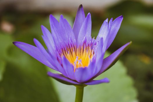 Blue lotus with green leaves in the pond.