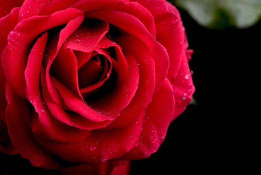 A close up macro shot of a red rose flower